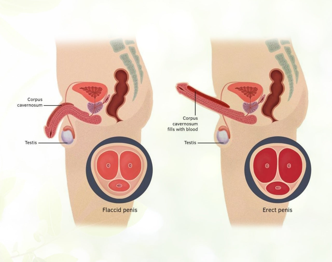 Best Ayurvedic Doctor for Erectile Dysfunction in Hyderabad